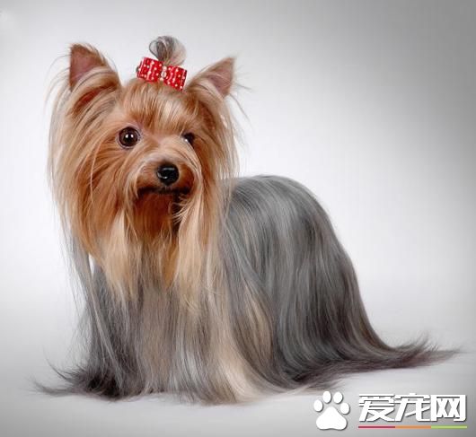狗狗智商排行榜，你家狗狗排第幾？