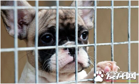 歐洲犬類走私猖獗 慈善機構呼吁飼主理性養寵物