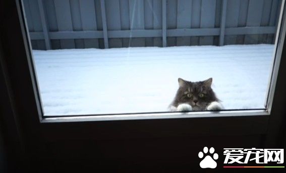 萌貓跳高高抓窗望屋內 求主人出門一起打雪仗