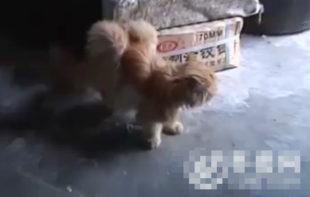 煙臺一只稀奇的流浪貓 背上長出一雙翅膀