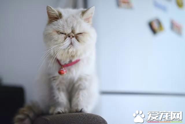 從一只<a href=/ target=_blank class=infotextkey>寵物</a><a href=/zhonglei/mao/ target=_blank class=infotextkey>貓</a>說起