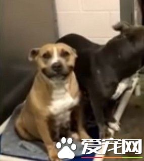 聽見微笑指令就咧嘴微笑 乖巧狗狗只想要一個家
