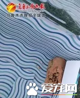 朋友圈被『毒香腸』刷屏了養狗好幾年，香腸毒死它卻只要幾分鐘
