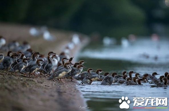 大自然總是驚人的 安親班園長鴨媽媽獨帶眾多小鴨