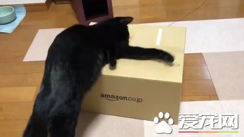 黑貓試圖打開紙箱進去玩 意外被發現是左撇子!