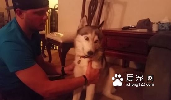哈士奇誤食大麻之后 整個狗都不好了