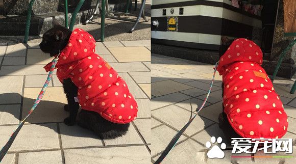 黑貓跟主人買早餐 隔壁阿嬤問：是不是導盲犬？