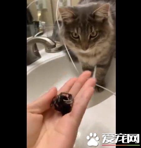 養貓千日用在一時 貓咪手伸水孔幫馬麻勾出戒指