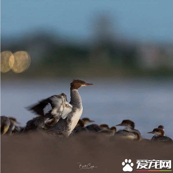 大自然總是驚人的 安親班園長鴨媽媽獨帶眾多小鴨