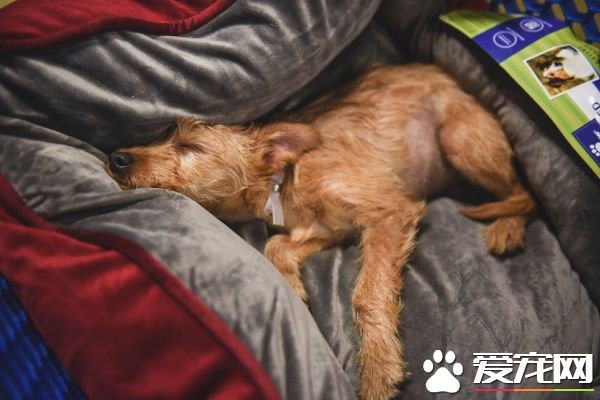 三個好朋友計劃去看球賽 結果領養了一只狗狗回家