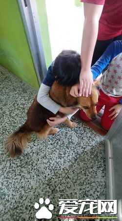 男孩每節下課都會去找校犬 上演偶像劇畫面