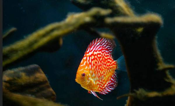 小型熱帶魚魚種類大全