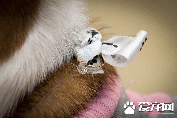 收容所狗狗當送戒汪求婚成功 變幸福的一家四口