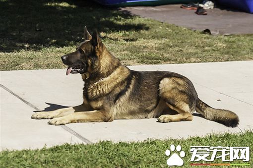 警犬受表揚太緊張 場面宛如結婚典禮
