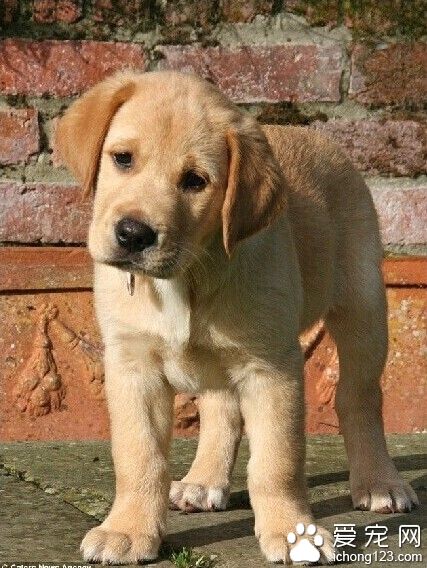 護工犬能夠做到的事 遠比你想象的多的多