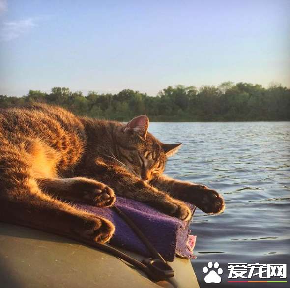 超另類湖邊貓咪 愛和主人一同游湖超級愜意！