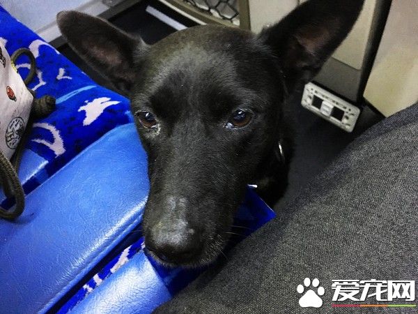 黑狗自己搭客運跑到臺北 幸遇熱心老師護送回家