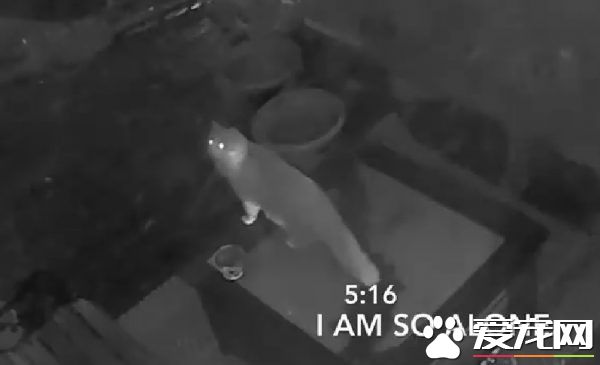 貪玩貓咪被反鎖門外一夜 經9小時驚魂記超無助