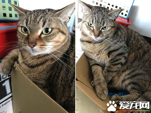 超過3秒不能吃啦 貓奴撿回飼料卻招來貓拳伺候