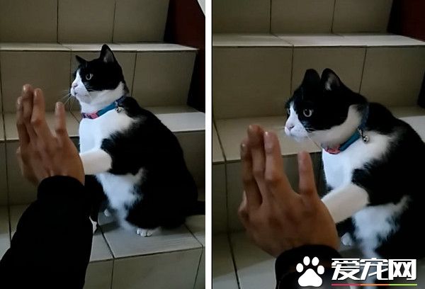 相處將近一年的時間 咪寶靠近家人還玩起擊掌