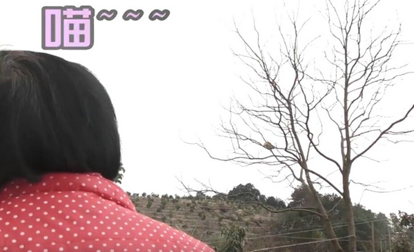 爬這么高是在看風景嗎？ 奶奶養的貓居然這么調皮