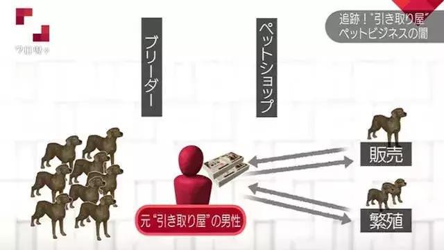 在日本寵物比孩子還多300萬 日本真的有看到的那么愛養寵物嗎？