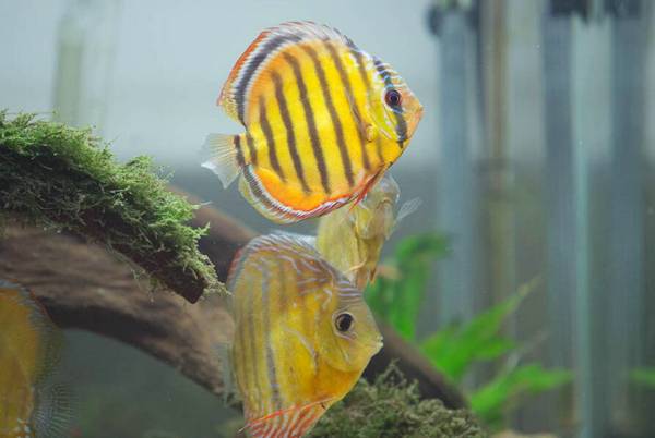 七彩魚好養嗎