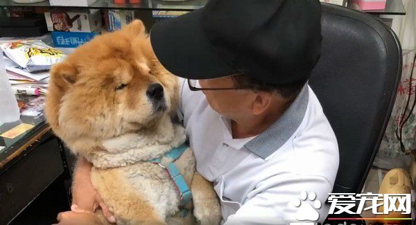 超黏阿公鬆獅犬 逐漸取得正宮女兒地位