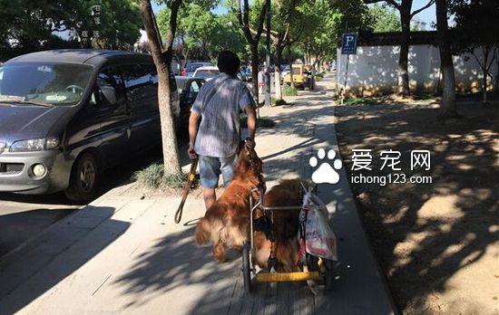 年齡接近80歲的老人每天堅持帶因中風導致后腿癱瘓的狗狗出去散步