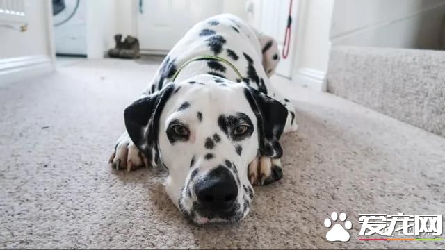 什么狗是理想的家庭犬？哈士奇并不算