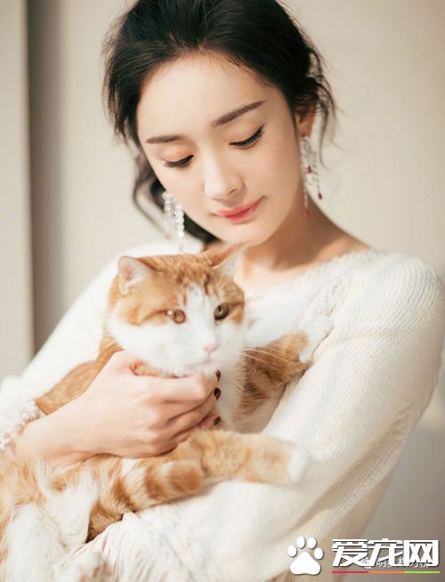 女神劉亦菲楊冪吸貓，明星與萌寵的互動畫面誰的最溫馨有愛？