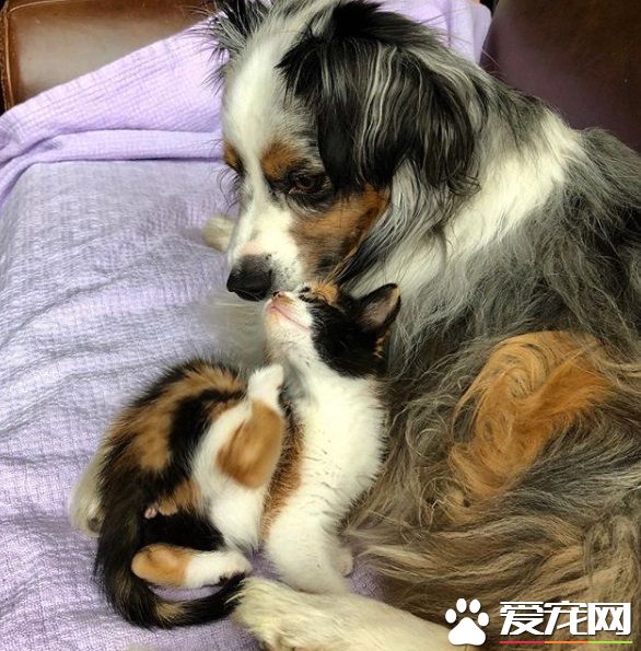 新領養的小貓咪 把<a href=/zhonglei/gou/ target=_blank class=infotextkey>狗</a>兄弟從喪友之痛中拯救出來
