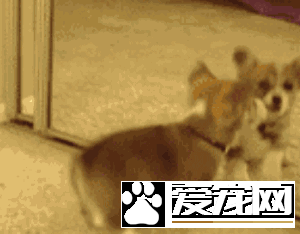 狗是否知道自己是狗？