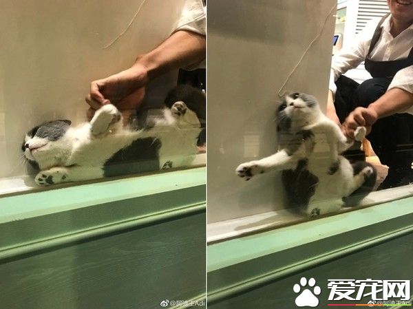 喵咪果然是液體!  躲藏縫隙擠成一片貓覺得好開心