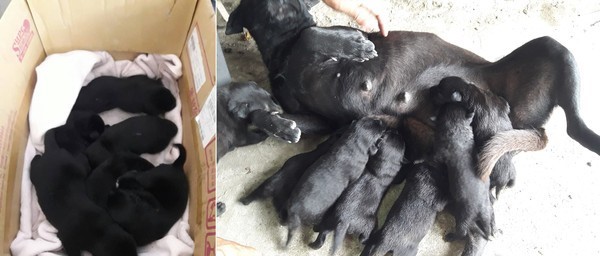 狗媽媽剛生完小狗崽就被毒死 吐血脫肛 遺留未開眼6只幼犬
