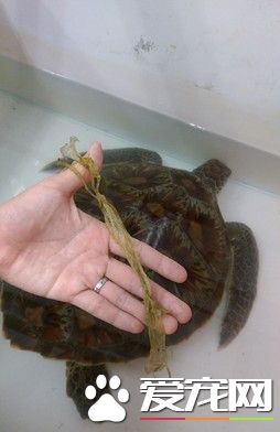 海龜體內充滿垃圾 體內竟排出塑料繩
