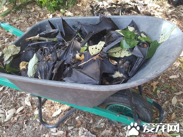 昆士<a href=/xinwen/lanzhou/ target=_blank class=infotextkey>蘭州</a>熱浪來襲 5500只蝙蝠受高溫刺激暴斃
