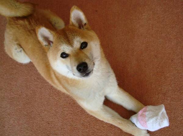 柴犬兇嗎