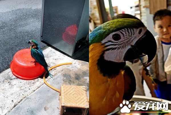 兒子生日送他一份小驚喜 立刻派出愛鳥護送到教室