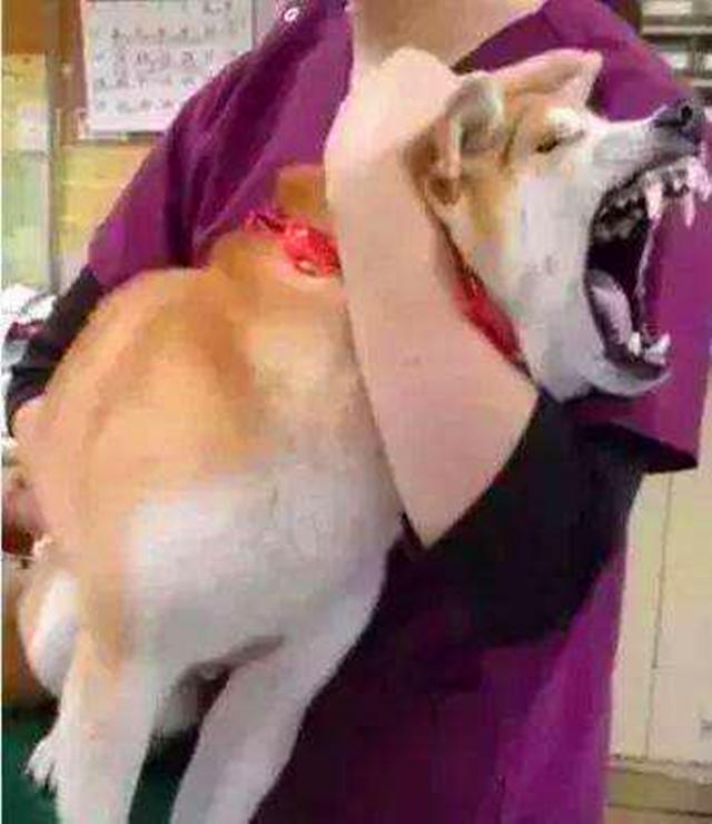 這四個原因讓柴犬養不肥，聽到柴犬不純后，鏟屎官才明白過來！
