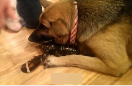 德國牧羊犬把龍蝦當自己的孩子 不讓主人煮它