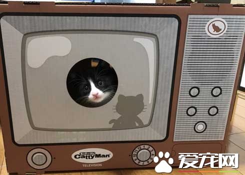 日本新推電視造型的貓屋  見過像貞子的貓咪么