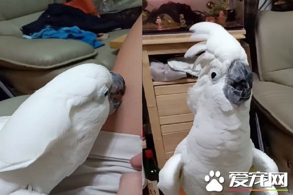 屁孩鸚鵡偷咬媽媽大腿肉 惹媽媽生氣趕緊親親謝罪