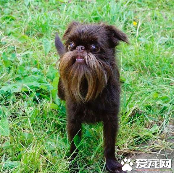 被稱為老公公狗的堅果 長胡子卻成為它受歡迎的標志