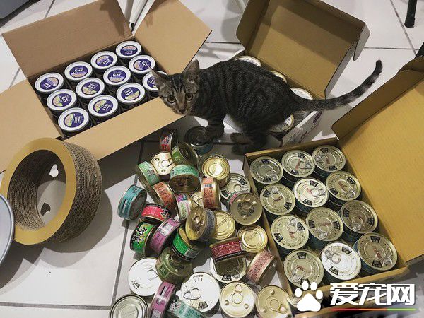 虎斑貓偷穿亮眼粉紅色洋裝 馬麻傻眼：這是要去哪