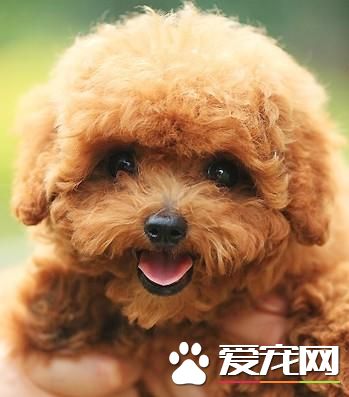 狗狗智商排行榜，你家狗狗排第幾？