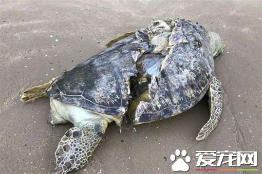 慘不忍睹 海龜身體被剖成兩半慘死海灘上