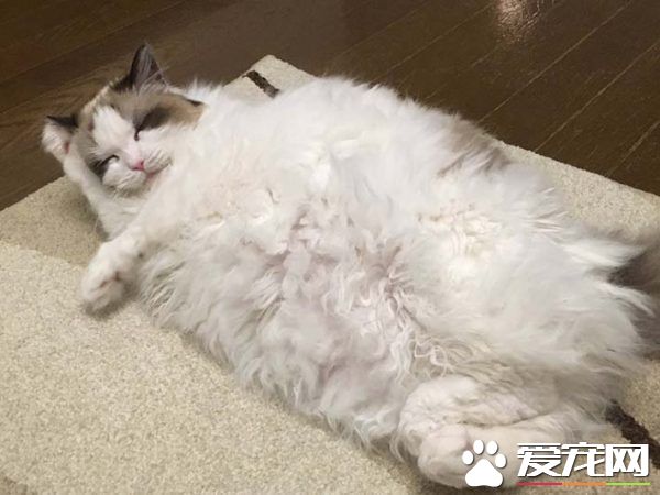 貓奴選購寵物專用的暖桌 沒想到主子愛上包裝紙箱