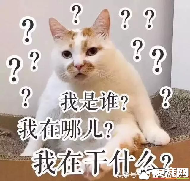 狗是否知道自己是狗？
