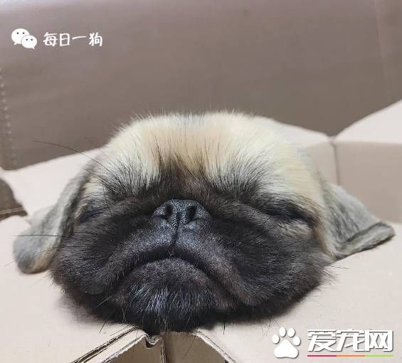 法國健康雜志刊登文章稱寵物體味能防癌，從此養狗吸狗又多了一個正當理由！
